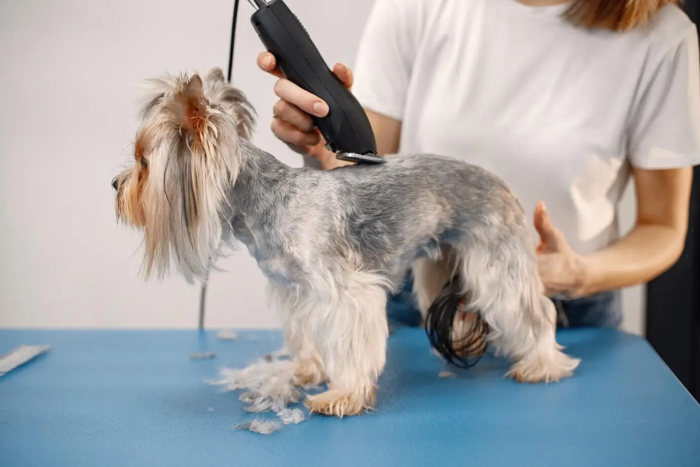 Im Hundefriseursalon erhält ein Yorkshire Terrier eine Behandlung: Eine junge Frau im weißen T‑Shirt trimmt den kleinen Hund; der Yorkshire‑Terrier‑Welpe bekommt mit der Schermaschine einen Haarschnitt.
